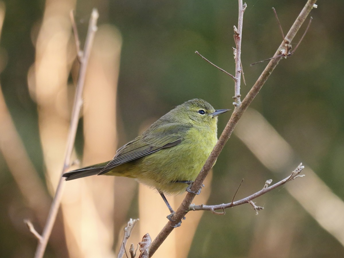 Orange-crowned Warbler - ML629001410