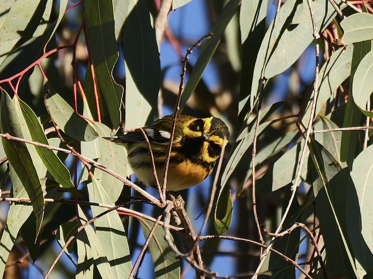 Townsend's Warbler - ML629001414