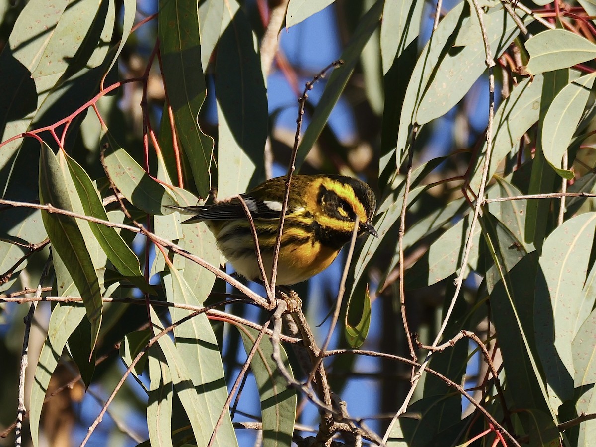 Townsend's Warbler - ML629001415