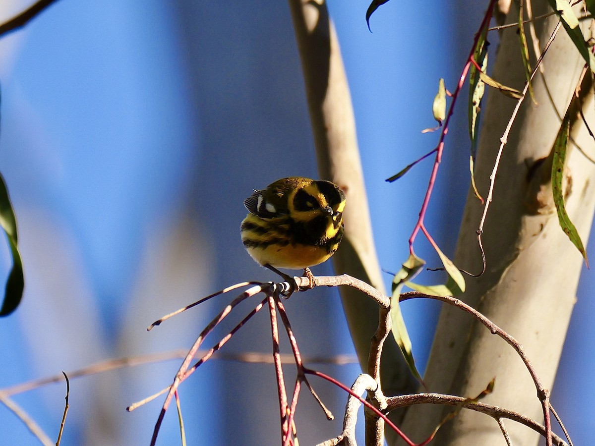 Townsend's Warbler - ML629001416