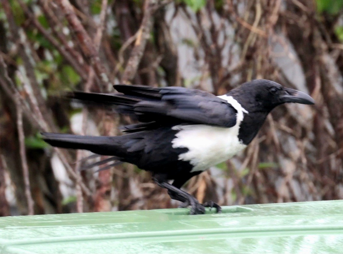 Pied Crow - ML629001452