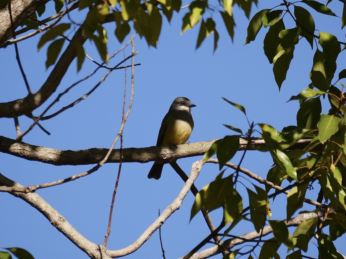Cassin's Kingbird - ML629001461