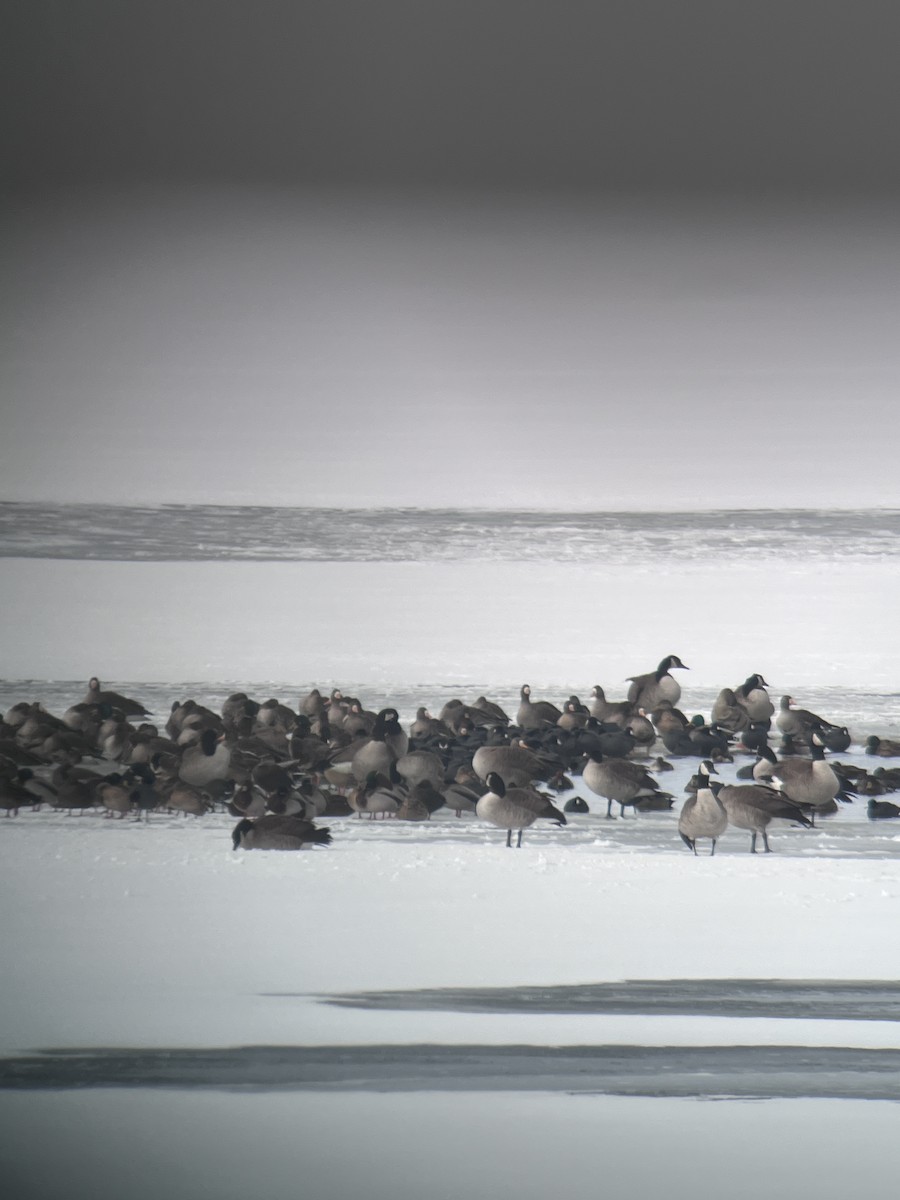 Greater White-fronted Goose - ML629001529