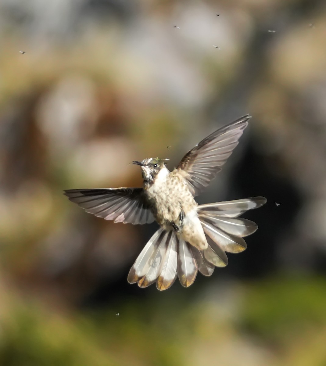 Blue-bearded Helmetcrest - ML629001549