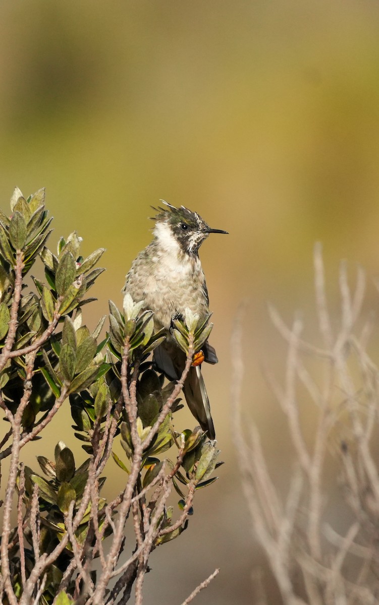 Blue-bearded Helmetcrest - ML629001550