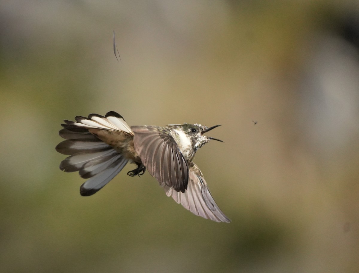 Blue-bearded Helmetcrest - ML629001551