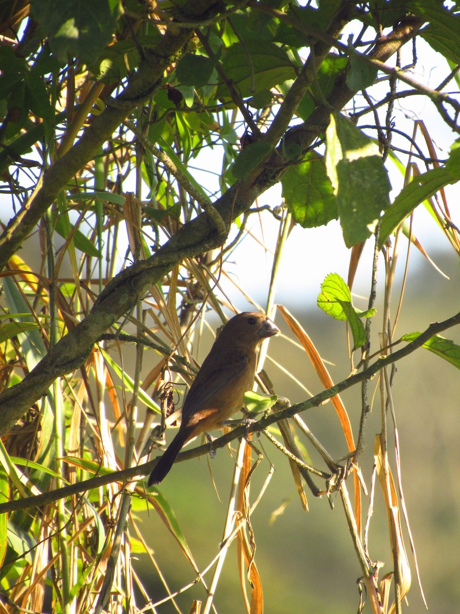 Ultramarine Grosbeak - ML629001590