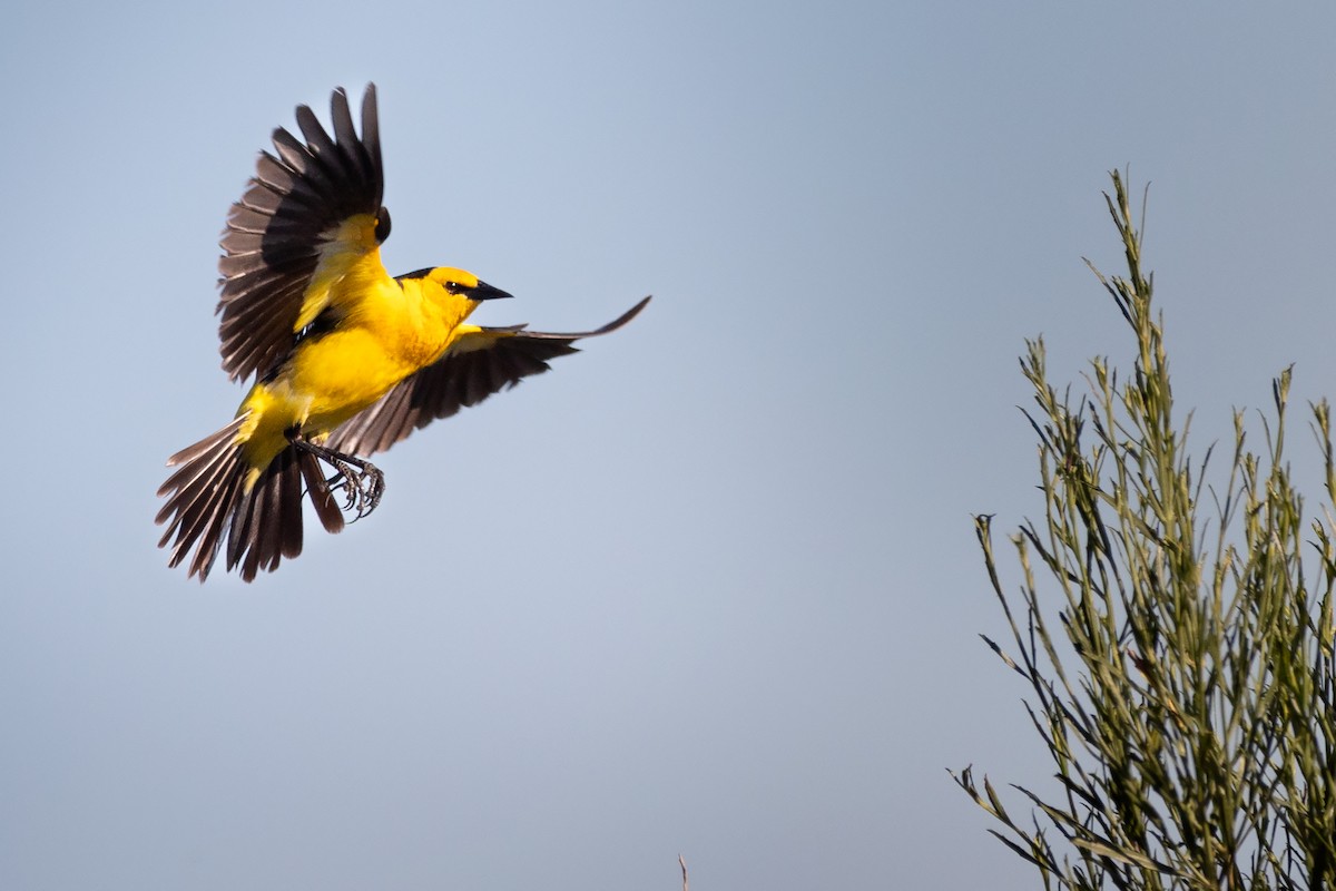 Saffron-cowled Blackbird - ML629001591