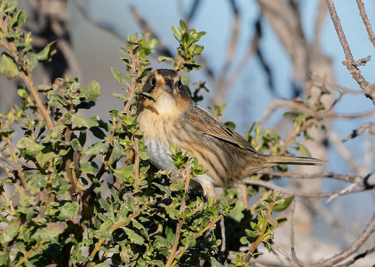 Nelson's Sparrow - ML629001721