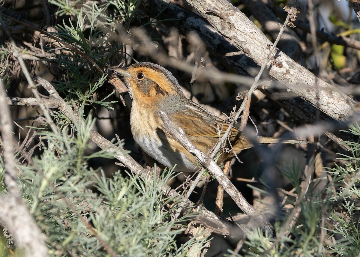 Nelson's Sparrow - ML629001722