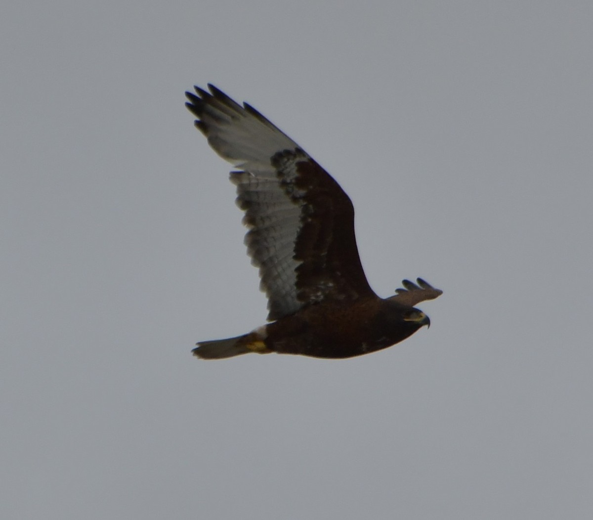 Ferruginous Hawk - ML629001725