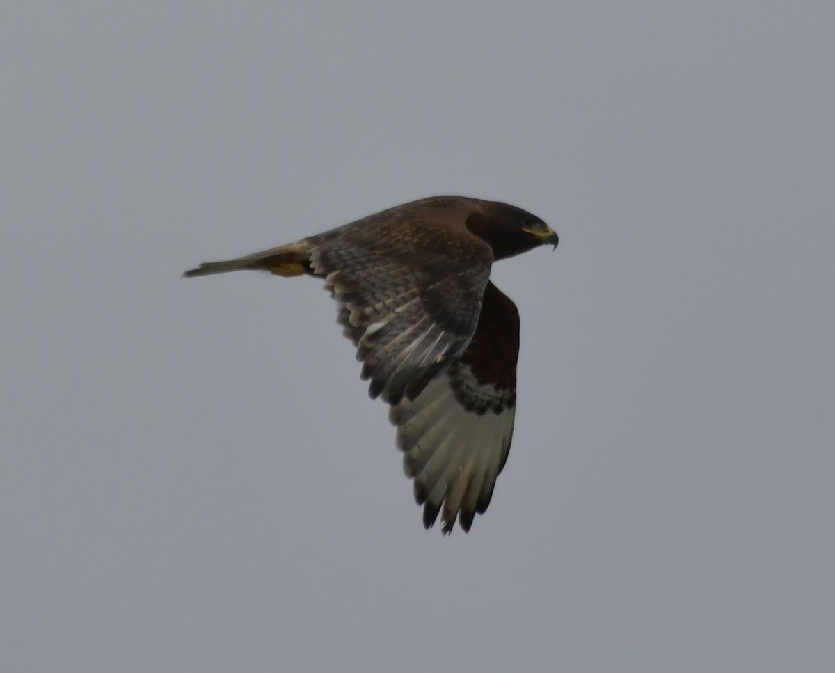 Ferruginous Hawk - ML629001754