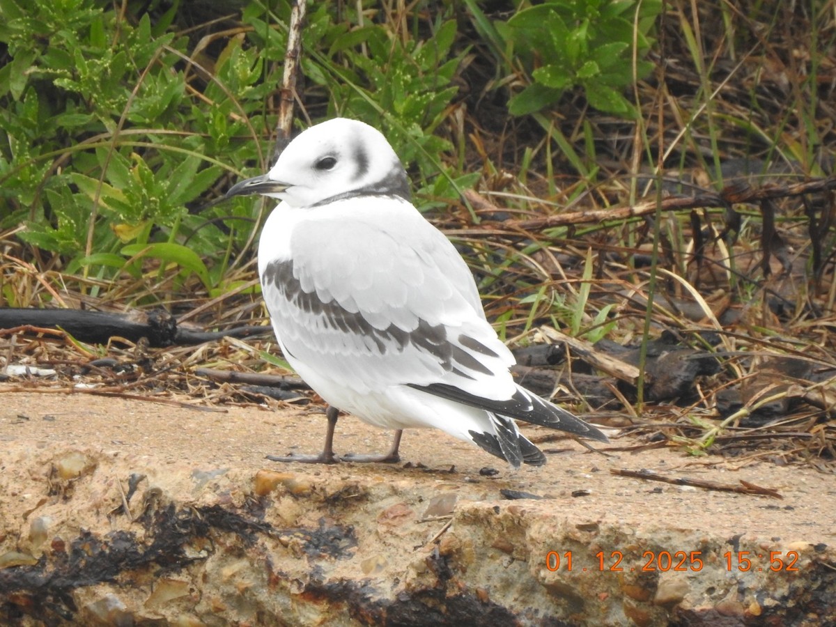 Black-legged Kittiwake - ML629001789
