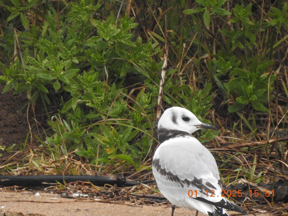 Black-legged Kittiwake - ML629001790