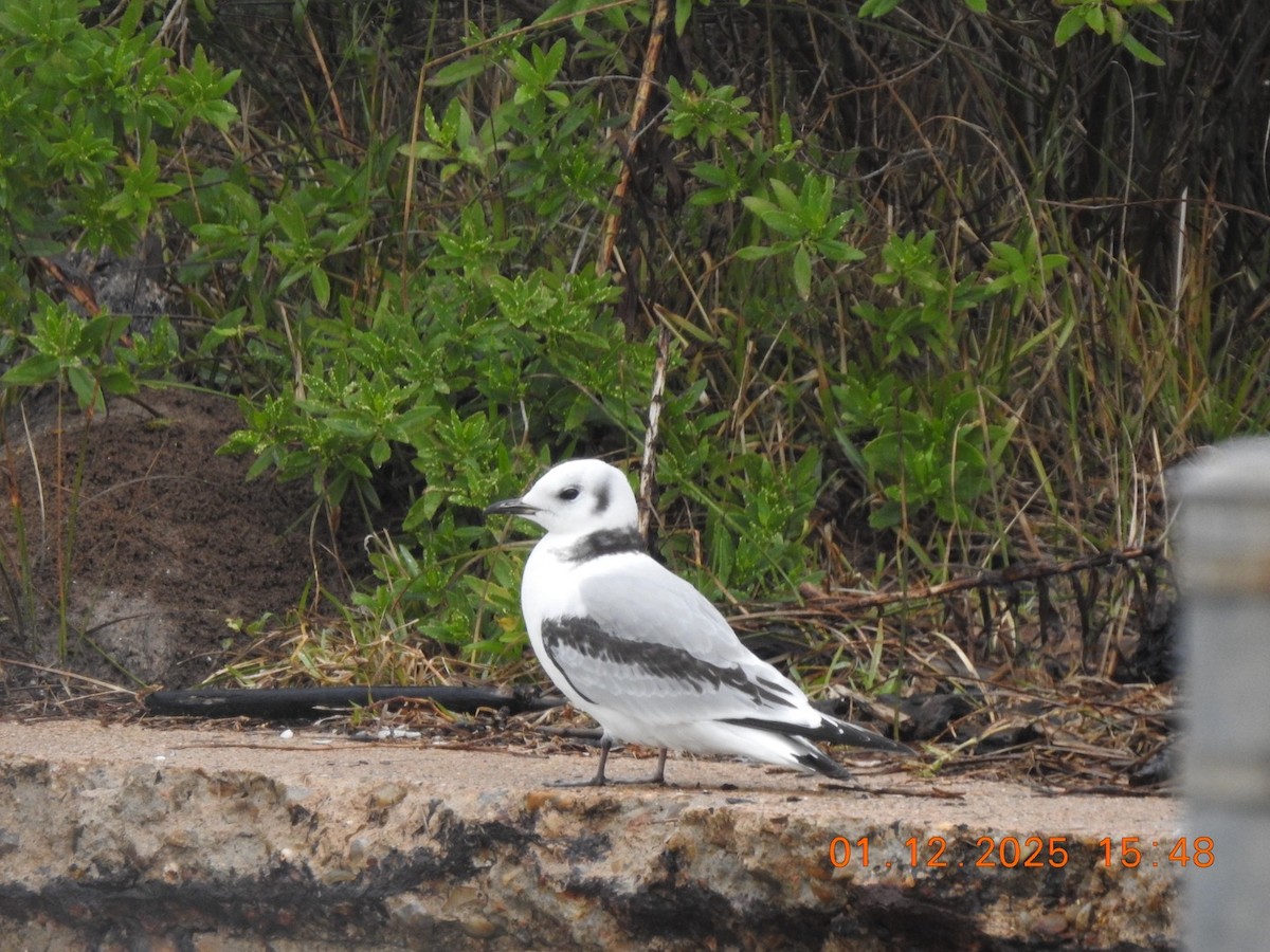 Black-legged Kittiwake - ML629001791