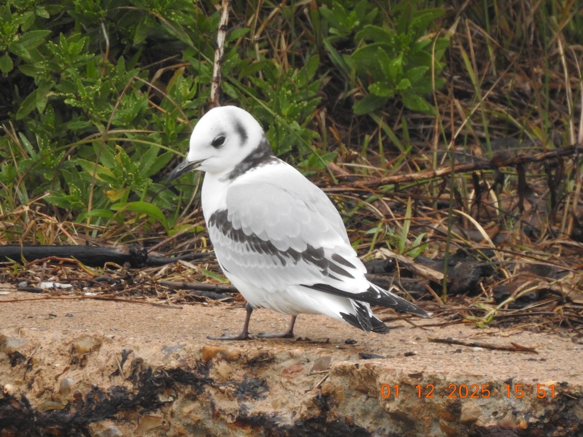 Black-legged Kittiwake - ML629001792