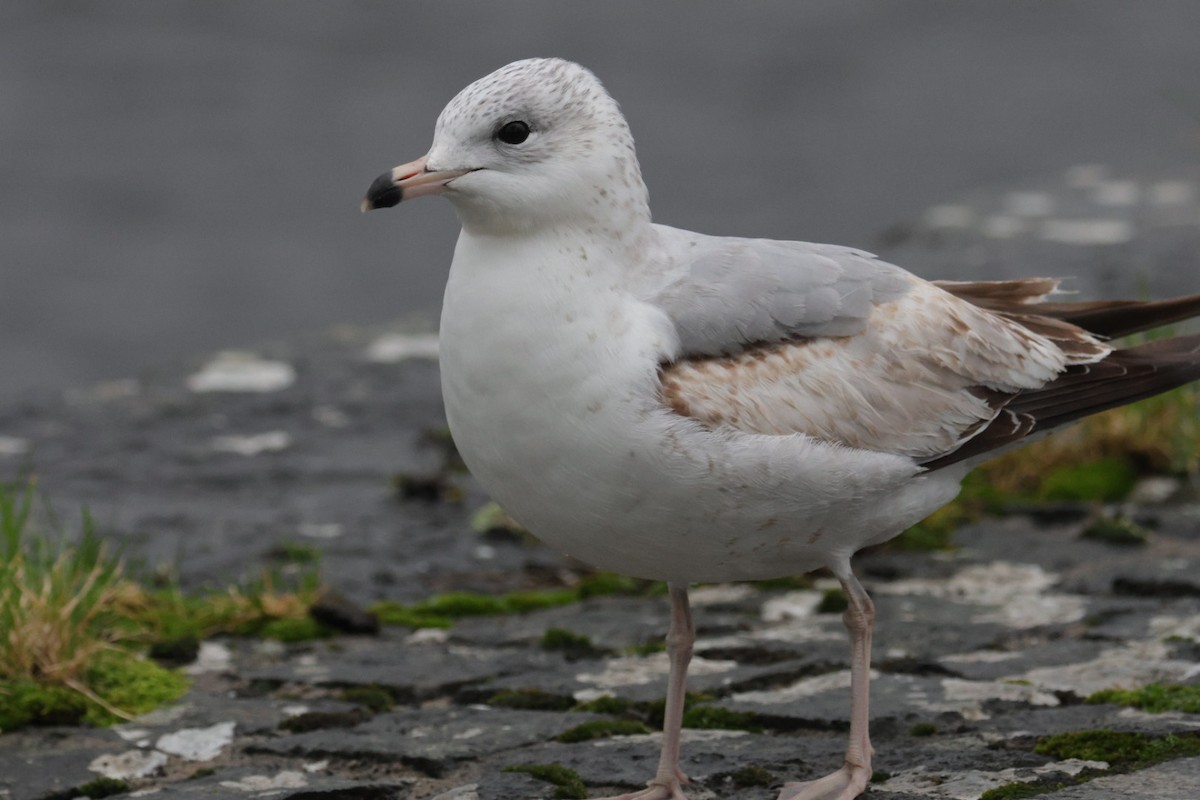 Ring-billed Gull - ML629001845