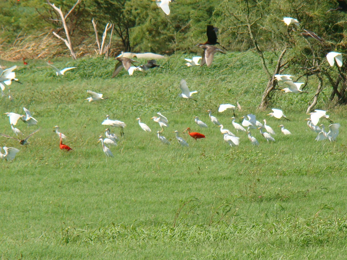 Western Cattle-Egret - ML629001875
