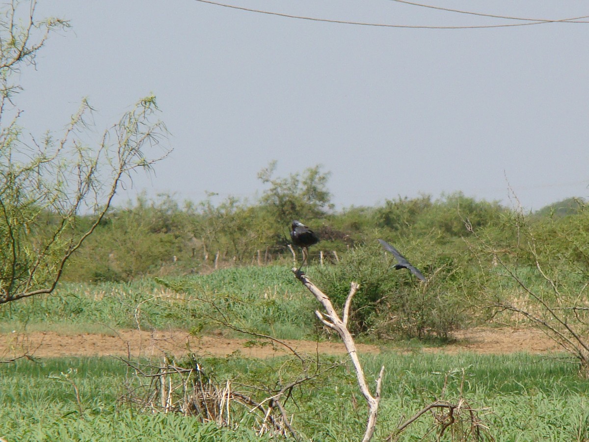 Little Blue Heron - ML629001887