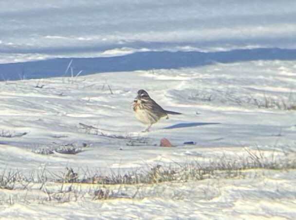 Song Sparrow - ML629001915