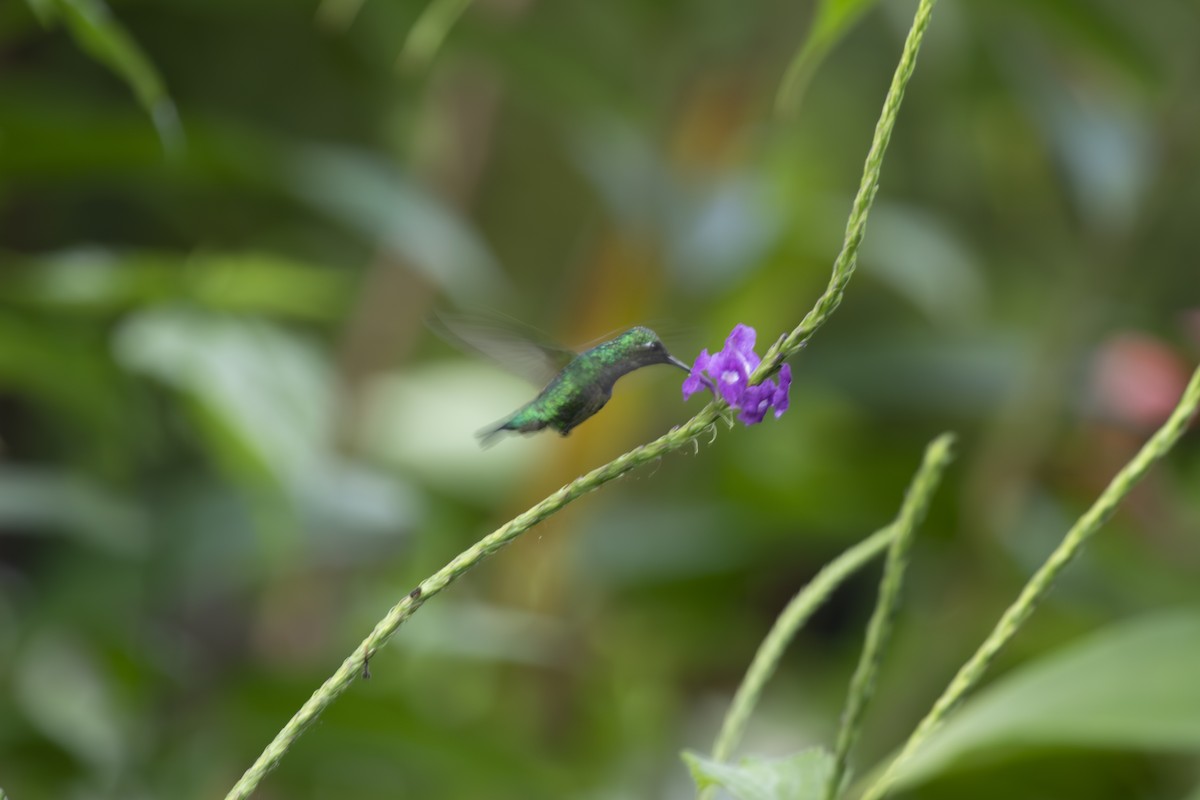 Esmeralda Coliazul - ML629001923