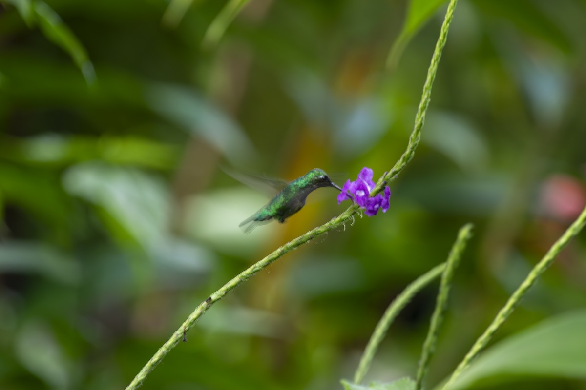 Esmeralda Coliazul - ML629001924