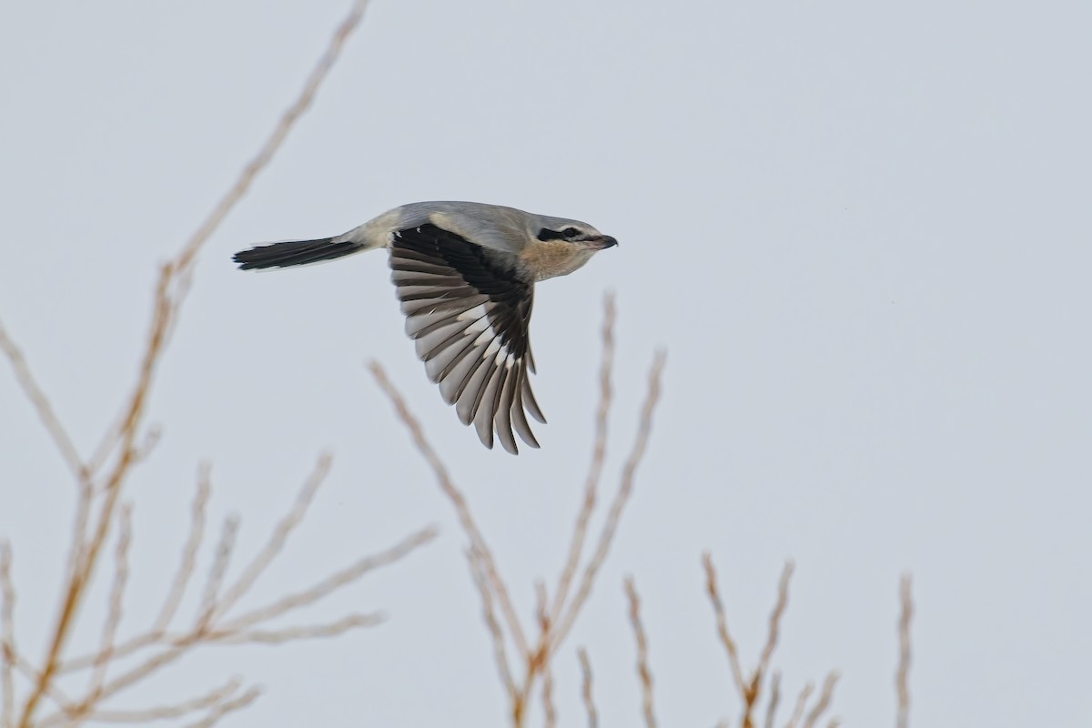 Northern Shrike - ML629001930