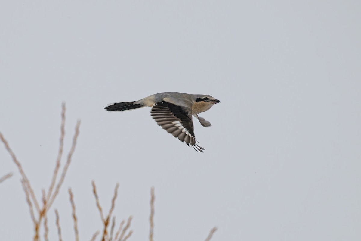 Northern Shrike - ML629001931