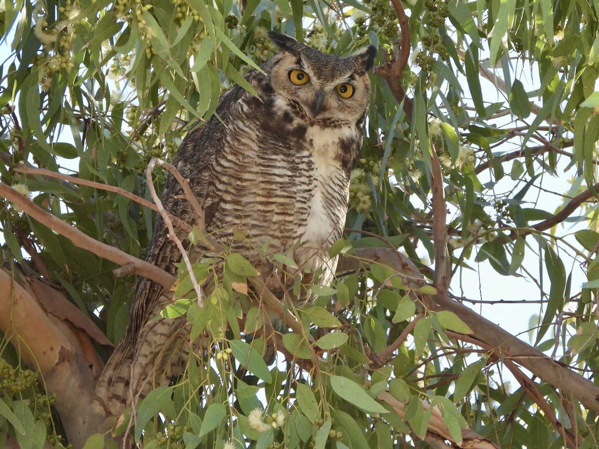 Great Horned Owl - ML629001942