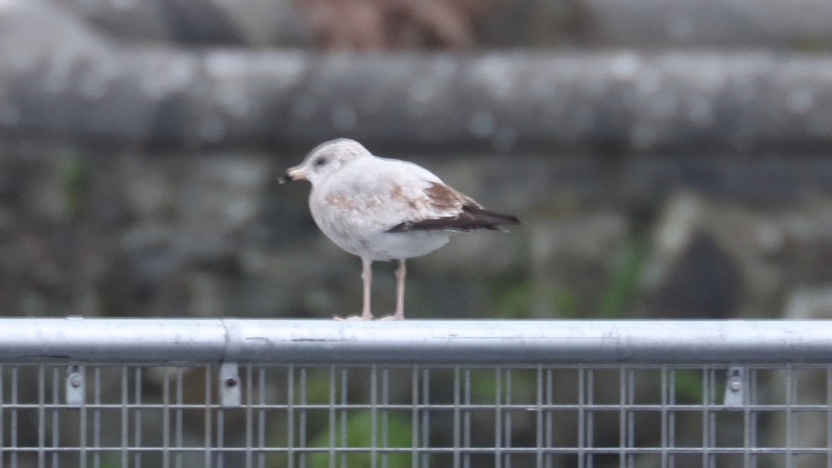 Ring-billed Gull - ML629001958