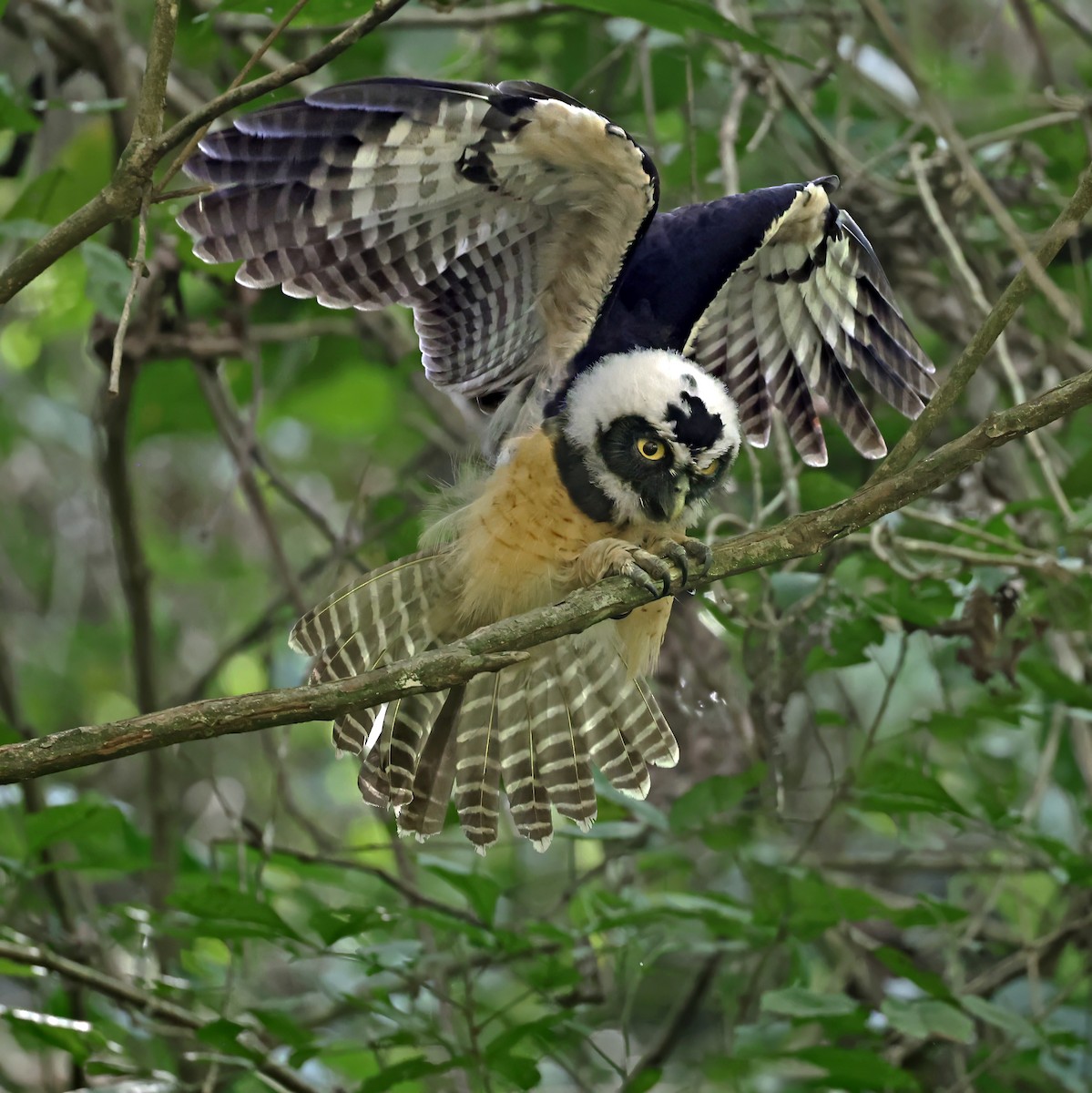 Spectacled Owl - ML629002065