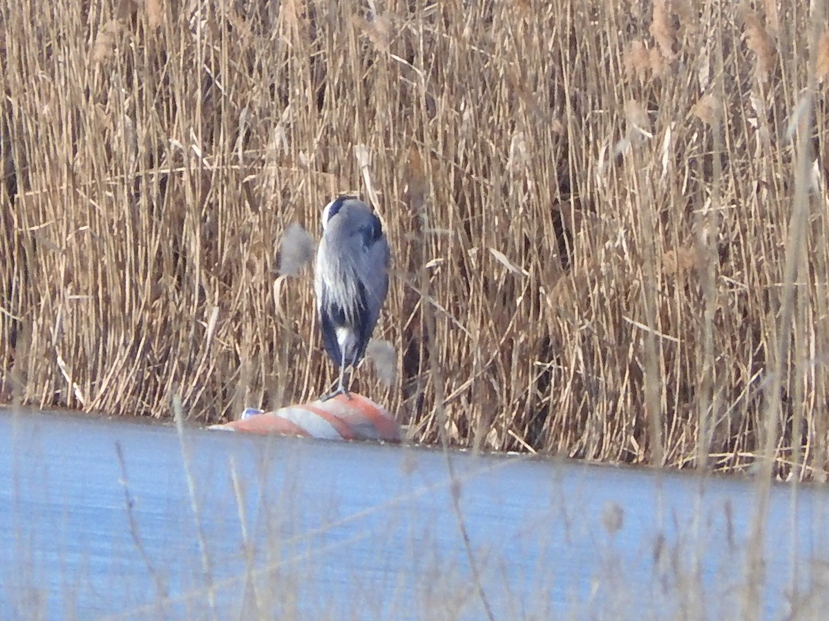 Great Blue Heron - ML629002166
