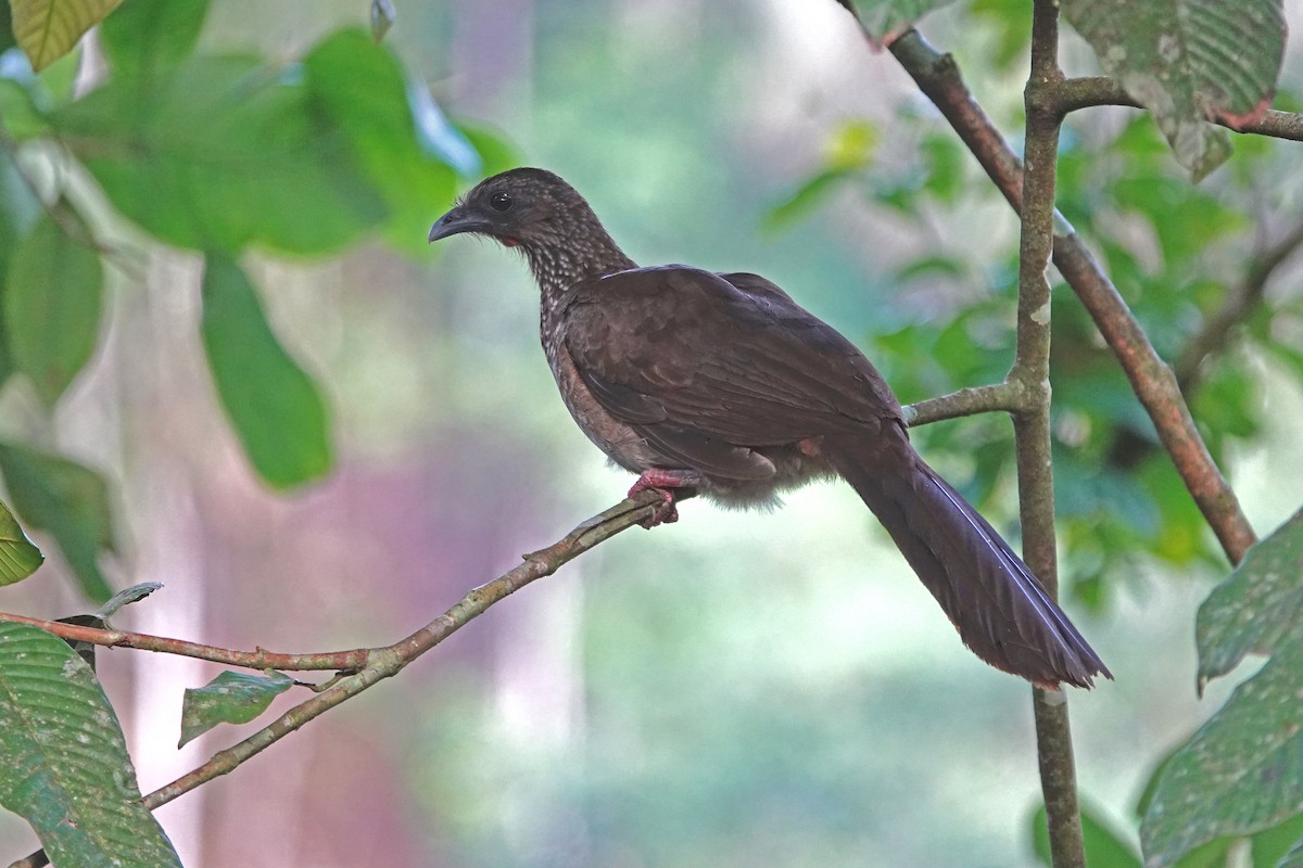 Speckled Chachalaca - ML629002190