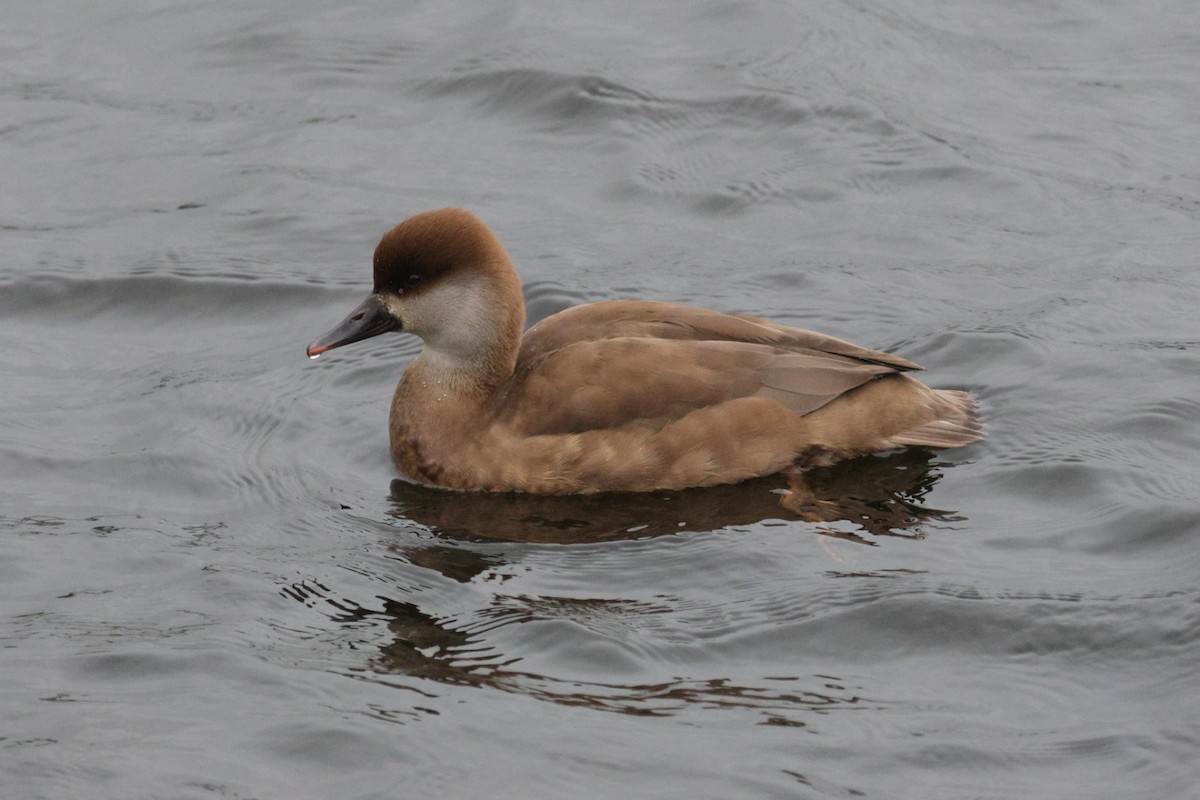 Red-crested Pochard - ML629002286