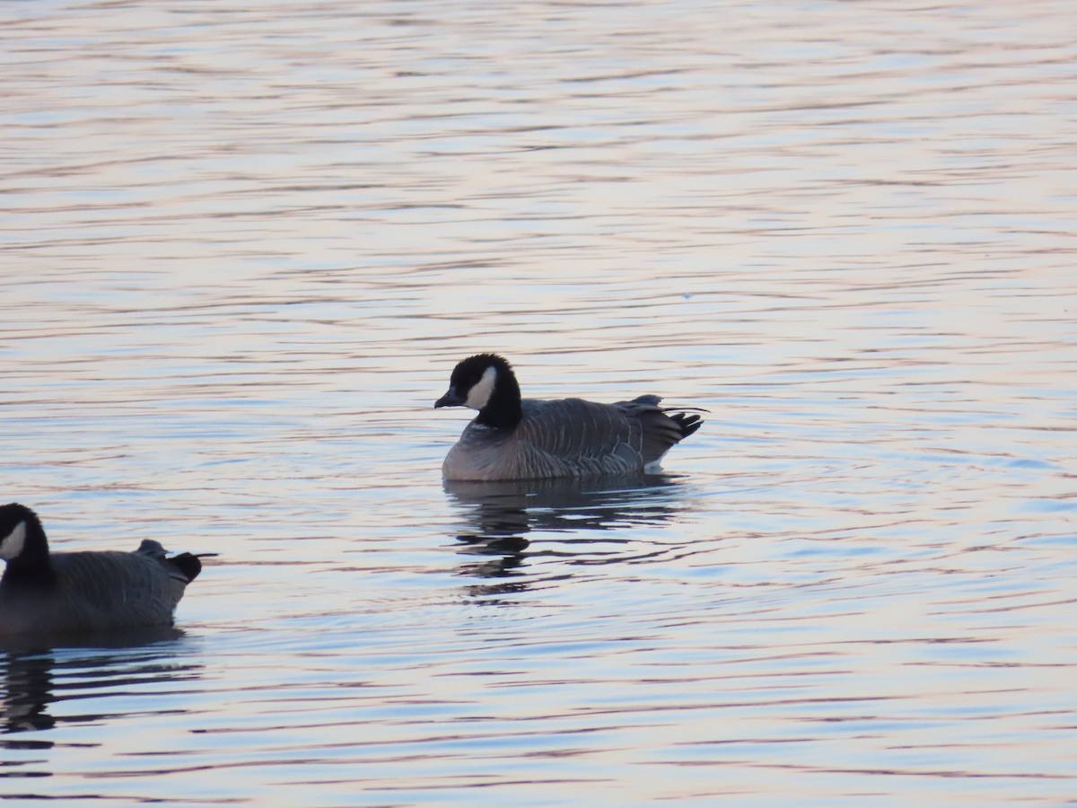 Cackling Goose - ML629002506