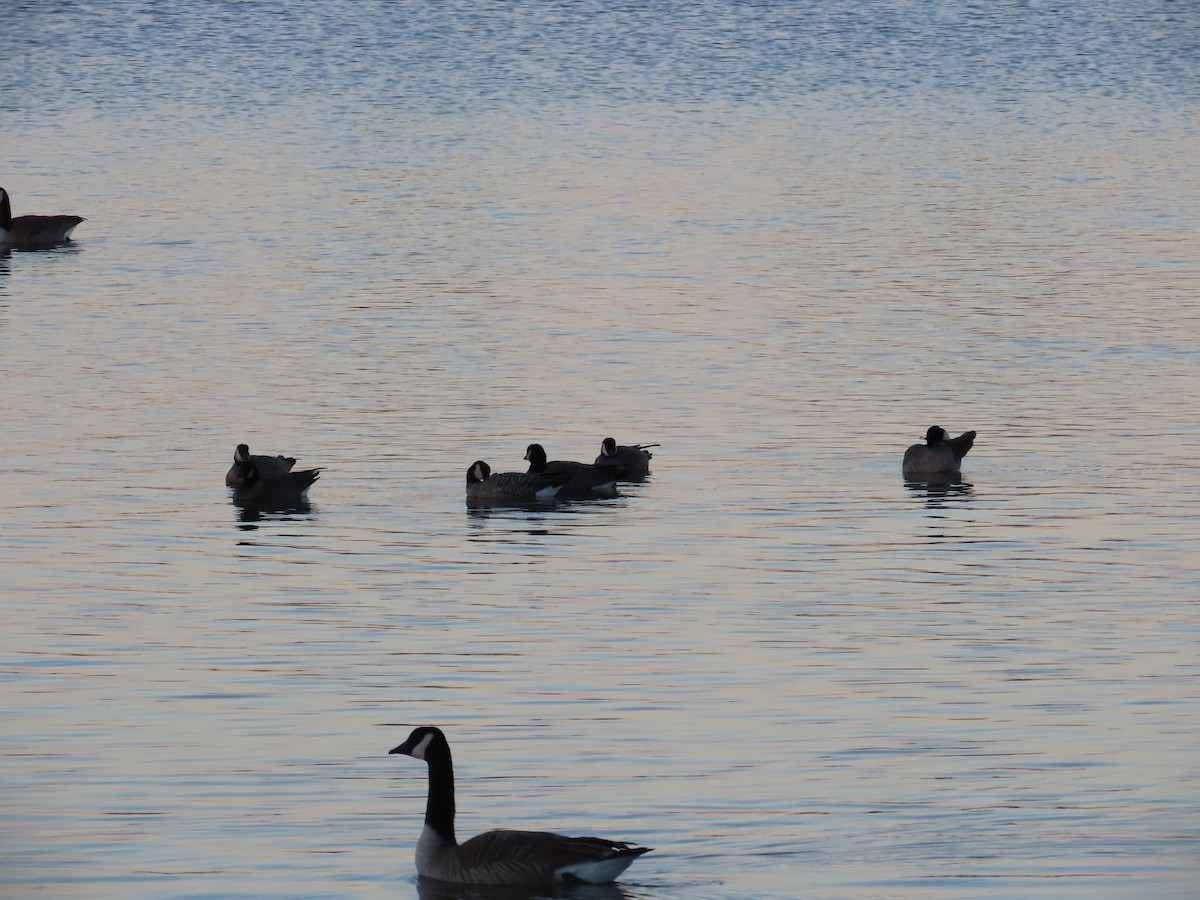 Cackling Goose - ML629002507