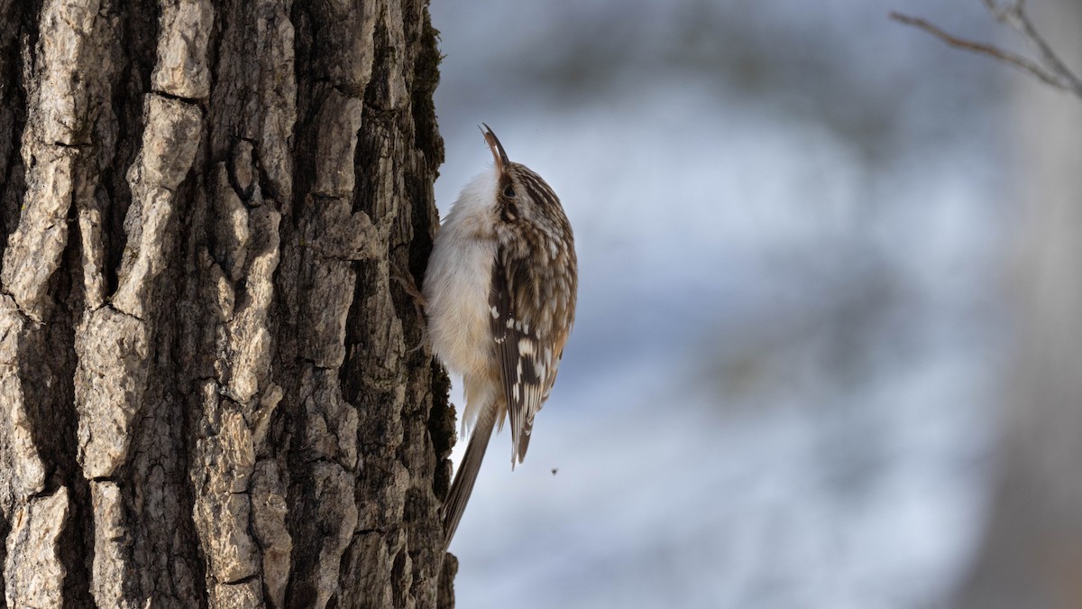 Brown Creeper - ML629002920