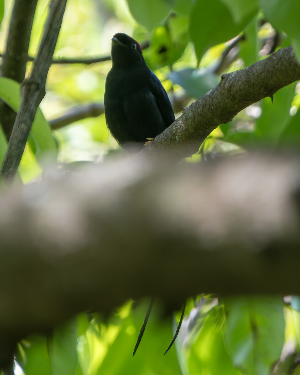 Long-tailed Manakin - ML629002926