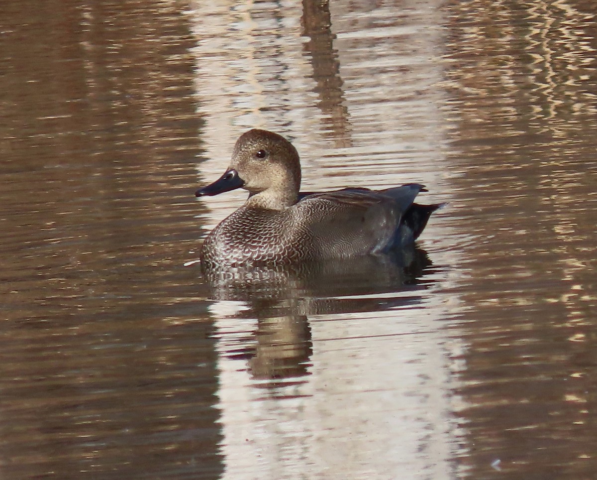 Gadwall - ML629002962