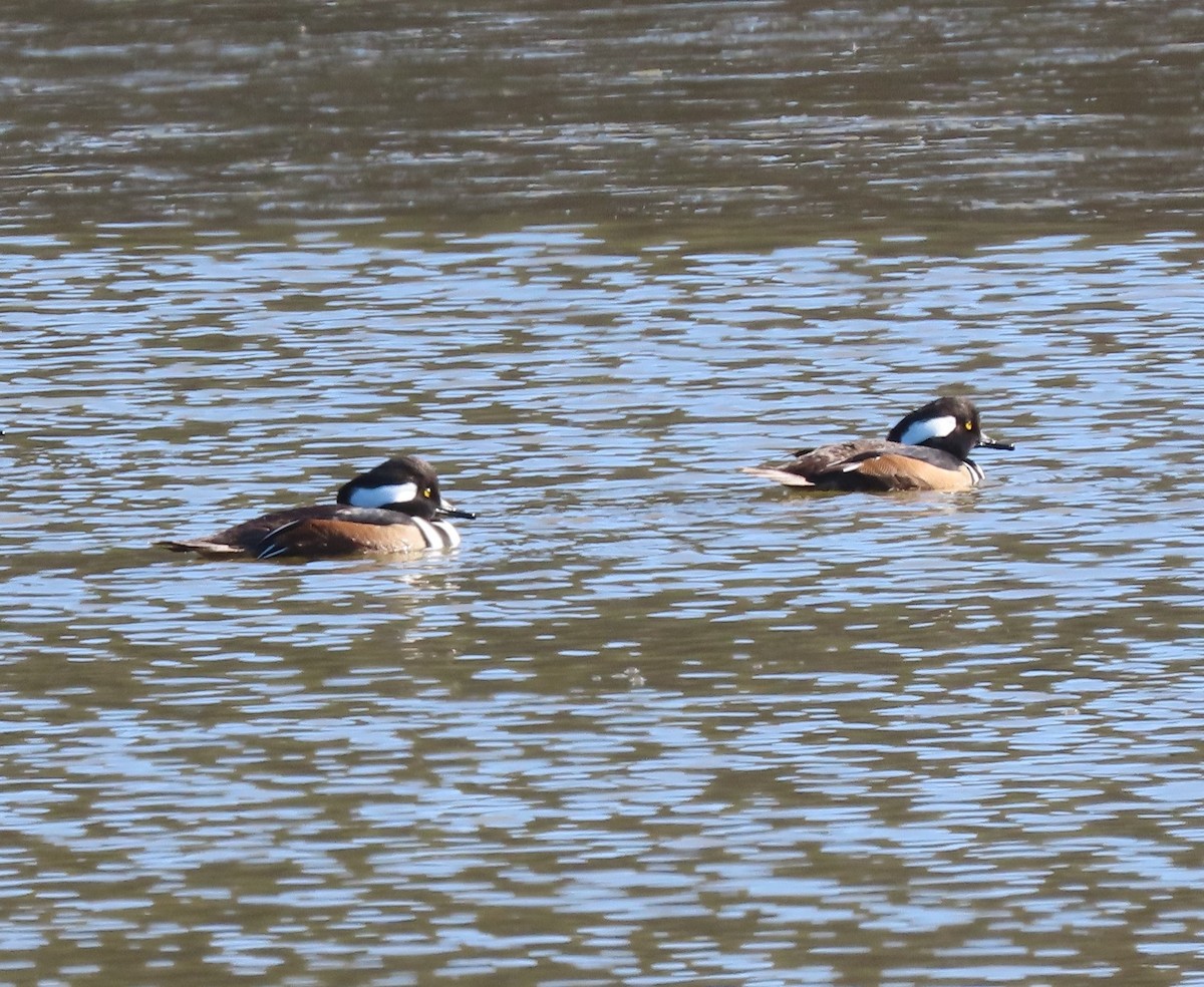 Hooded Merganser - ML629002971