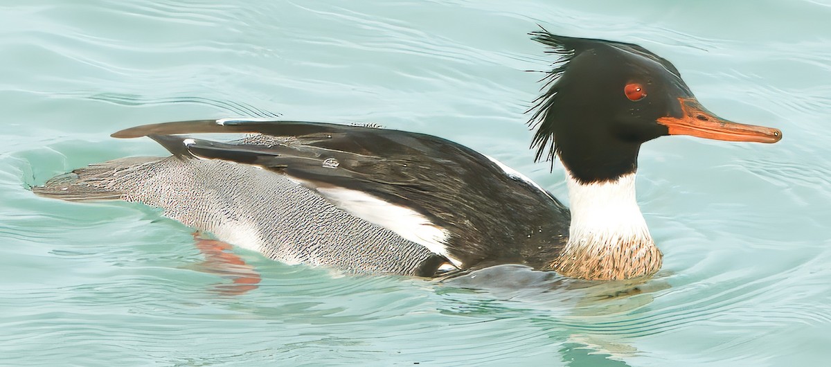 Red-breasted Merganser - ML629002976