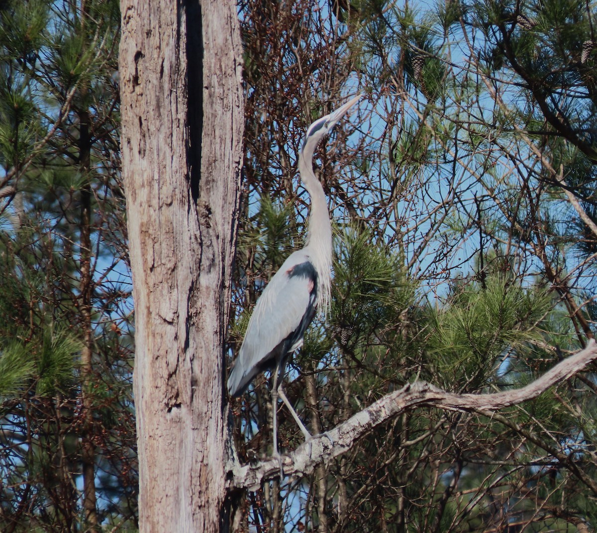 Great Blue Heron - ML629003005