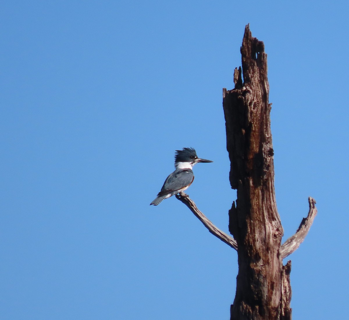 Belted Kingfisher - ML629003013