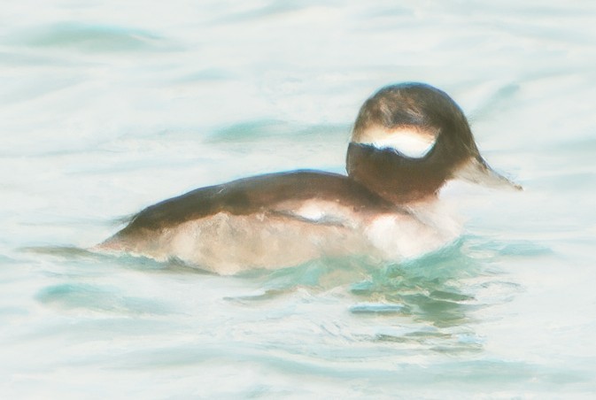 Bufflehead - ML629003076