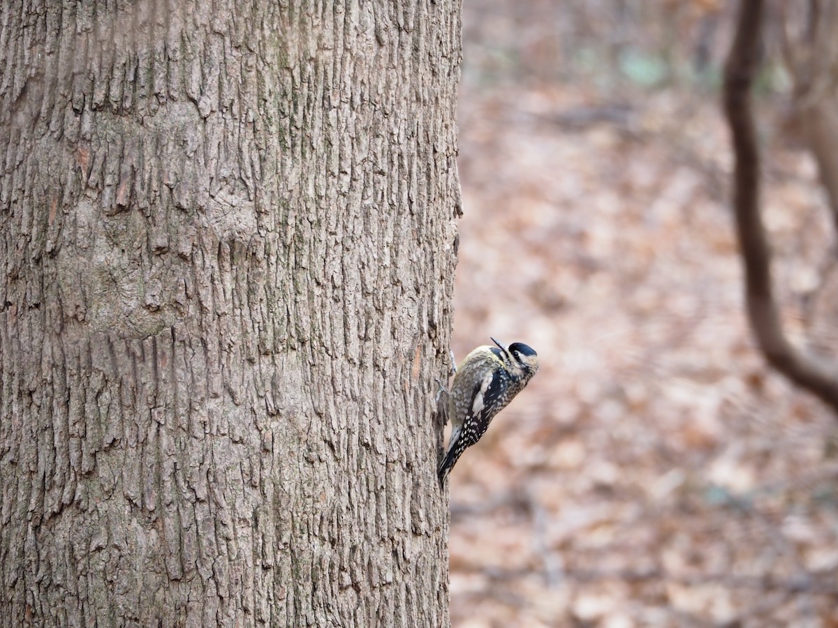 Yellow-bellied Sapsucker - ML629003085