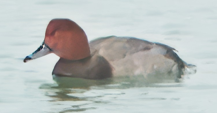 Redhead - ML629003110