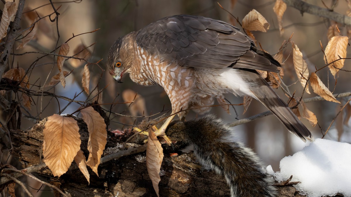 Cooper's Hawk - ML629003159