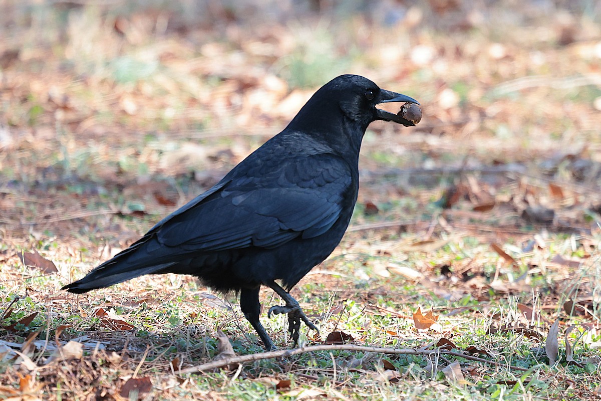 American Crow - ML629003193