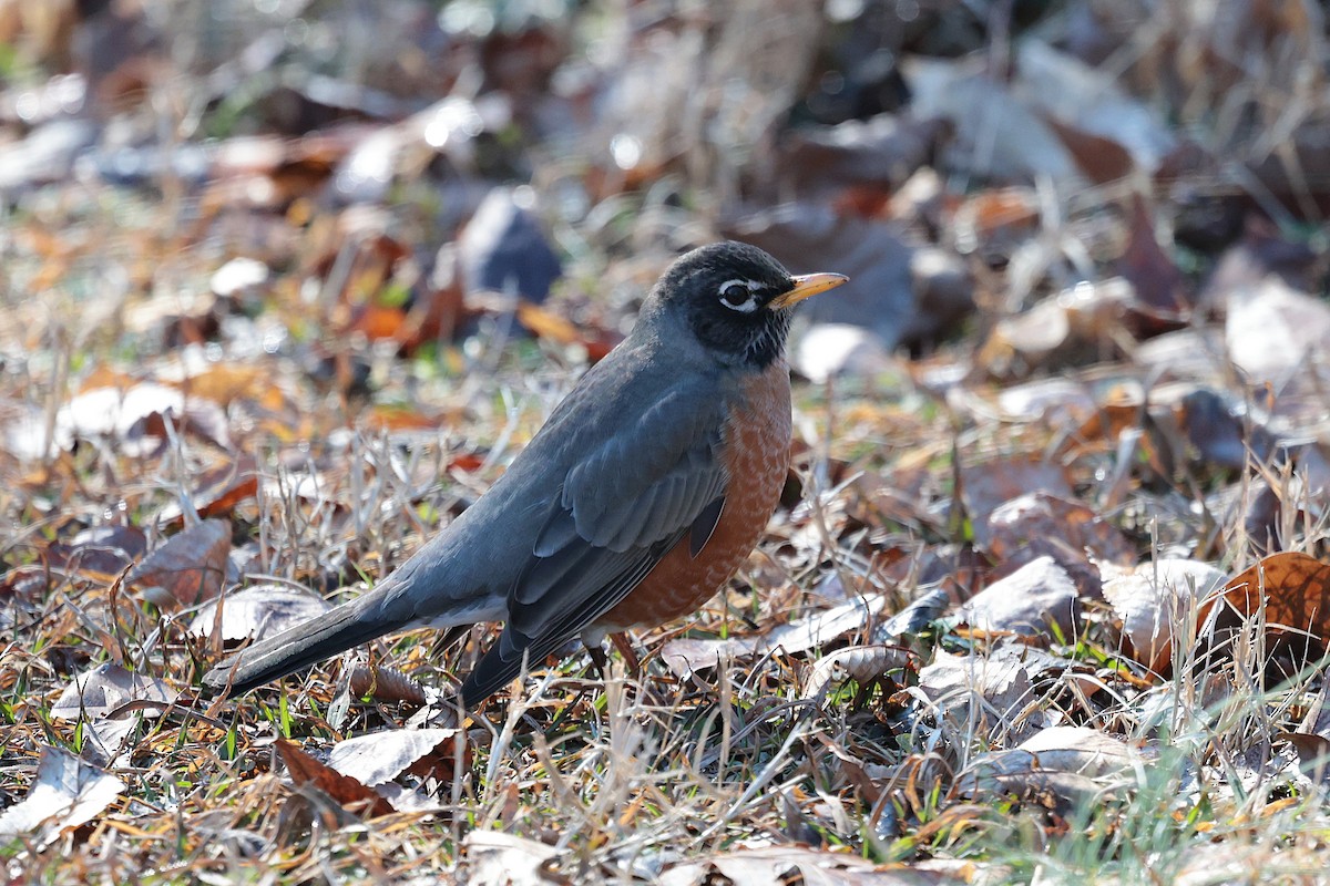 American Robin - ML629003228