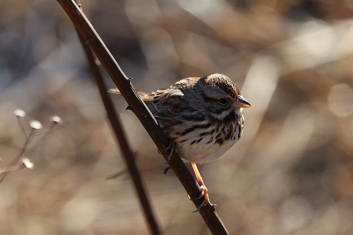 Song Sparrow - ML629003286